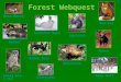 Forest Webquest Deer Mouse Snowshoe Hare Great Gray Owl Beaver Moose Black Bear Gray Wolf Wolverine Red Fox Chickadee Squirrel