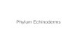 Phylum Echinoderms. Invertebrates EchinodermsEchinoderms Characteristics of Phylum:Characteristics of Phylum: –Name means "Spiny Skin" –Endoskeleton –Water