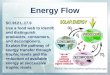 Energy Flow SC.912.L.17.9 Use a food web to identify and distinguish producers, consumers, and decomposers. Explain the pathway of energy transfer through