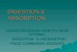 DIGESTION & ABSORPTION UNDERSTANDING HOW TO HAVE OPTIMAL DIGESTION & ABSORBTION FOOD COMBINING INSIGHTS FOOD COMBINING INSIGHTS UNDERSTANDING HOW TO HAVE