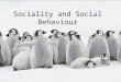 Sociality and Social Behaviour. Level of Sociality Mating strategy Communication System Kin Selection Altruism Predator Pressure Resource Defence Parental