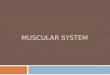 MUSCULAR SYSTEM. Muscle Facts!  The human body has 640 voluntary/skeletal muscles. This means muscles which we can control, as opposed to muscles of