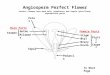 Petal Anther Angiosperm Perfect Flower Perfect flowers have both male (staminate) and female (pistillate) reproductive parts Filament Sepal Stamen Stigma