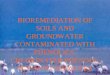 BIOREMEDIATION OF SOILS AND GROUNDWATER CONTAMINATED WITH PHENOLICS, CHLORINATED PHENOLS, PCP AND CREOSOTES