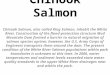 Chinook Salmon Chinook Salmon, also called King Salmon, inhabit the White River. Construction of the flood-protection structure Mud Mountain Dam formed