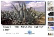 AGAVE AGAVE: THE MISSING ENERGY CROP México City 2010