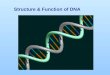 Structure & Function of DNA. DNA and RNA are nucleic acids that consist of long chains of nucleotides The nucleotides have three parts; 1.Phosphate 2.Nitrogen