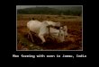 Man farming with oxen in Jammu, India. Horse harnessed and pulling a wagon