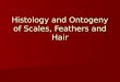 Histology and Ontogeny of Scales, Feathers and Hair