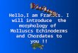 Hello,I am Francis. I will introduce the morphology of Molluscs Echinoderms and Chordates to you !!