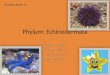 Phylum: Echinodermata Echinos = Spiny Derma = Skin Ata= to bear “bears spiny skin” Zoology Chapter 16