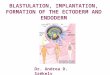 Dr. Andrea D. Székely BLASTULATION, IMPLANTATION, FORMATION OF THE ECTODERM AND ENDODERM