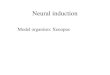 Neural induction Model organism: Xenopus. Late blastula neurula