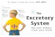 The Excretory System Mr. Harper’s science mini lesson with audio How your kidneys clean your blood