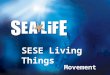Movement SESE Living Things. Living creatures All living creatures have to be able to do these things: 1.Reproduce 2.Sense 3.Grow 4.Feed 5.Move