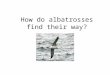 How do albatrosses find their way?. Question Albatrosses usually breed on small islands and spend much time flying over open ocean in search for food
