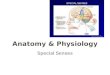 Anatomy & Physiology Special Senses. The somatic senses are receptors associated with touch, pressure, temperature & pain The special senses are receptors