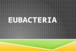 EUBACTERI A. GENERAL INFORMATION  There are 100 000 different species  They are extremely small  Reproduction rate is extremely fast  Are known as