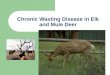 Chronic Wasting Disease in Elk and Mule Deer What is “Chronic Wasting Disease” (CWD) A transmissible spongiform encephalopathy that effects the brain