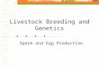 Livestock Breeding and Genetics Sperm and Egg Production