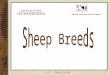 ACT - Sheep Breeds1. 2 RAMBOUILLET Fine Wool Breed (most popular) White fleece Rams – horned or polled Ewes – polled France – U.S. 1840