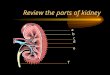 Review the parts of kidney e f a b c d Objective 10 URETERS--slender tubes 10-12 inches long convey urine from kidney to bladder. Peristalsis moves the
