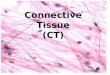 Connective Tissue (CT). Diversity of Connective Tissue Types and Functions: Loose Connective Tissue: Areolar and fat –insulation, protection (padding),