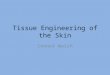 Tissue Engineering of the Skin Connor Walsh. The Skin The skin is the largest organ in the human body. It consists of about ten percent of our body mass