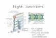 Tight Junctions Occluding junctions Sealing strands are rows of transmembrane proteins