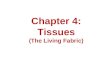 Chapter 4: Tissues (The Living Fabric). Copyright © 2010 Pearson Education, Inc. Figure 4.1 Overview of four tissue types: epithelial, connective, muscle,