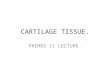 CARTILAGE TISSUE. PREMED II LECTURE.. Introduction Specialised connective tissue with a large amount of matrix & few cells. The matrix has collagen &