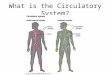 What is the Circulatory System?. Circulatory system describes both the cardiovascular system and the lymphatic system Both systems work closely together