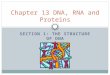 SECTION 1: THE STRUCTURE OF DNA Chapter 13 DNA, RNA and Proteins