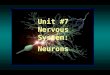 Unit #7 Nervous System: Neurons. Maintaining homeostasis Two systems of communication –Nervous system Rapid response Uses action potentials –Endocrine