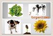 Organisms. An organism is a living thing. How are trees, dogs, mushrooms, and worms the same? Each is an organism