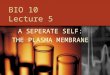 BIO 10 Lecture 5 A SEPERATE SELF: THE PLASMA MEMBRANE