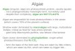 Algae (singular: alga) are photosynthetic protists, usually aquatic - not a phylogenetically meaningful term, but widely used - despite their complexity,