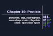 Chapter 19: Protists protozoan, alga, pseudopodia, asexual reprodution, flagellate, ciliate, sporozoan, spore