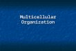 Multicellular Organization. I. Tissues, Organs, & Organ Systems a)Cells are organized into tissues (a group of cells that carry out a specific function)