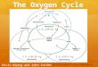 The Oxygen Cycle Kevin Kwong and John Solder 9.6 x10^9 kg 1.4 x10^18 kg 2.9 x10^20 kg 1.6 x10^16 kg Modified from 