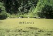Wetlands. What is a wetland? There are three characteristics that describe a wetland: 1.Hydrology –There must be water at or near the surface of the land