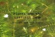 Plants and the Littoral Zone Ecology and Diversity