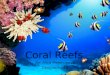 Coral Reefs By: Alica Majercinova Geography 12. What is Coral Corals are tiny animals, called polyps Each coral has a stony cup of limestone around itself