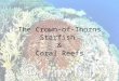 The Crown-of-Thorns Starfish & Coral Reefs. Introduction Outbreaks of crown-of-thorns starfish (Acanthaster planci) have been a major issue on the Great