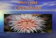 PHYLUM CNIDARIAN. Outline Classification Classification Characteristics Characteristics Reproduction Reproduction Description of the 4 classes Description