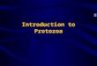 Introduction to Protozoa General Account Unicellular animal with full functions Distribute widely: water,soil, etc. Total species 65,000 –Free-living: