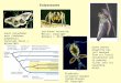 Ecdysozoans Planktonic cyclopoid copepod (Cyclops strenuus). LM. Copyright Robert Brons/BPS. red-kneed tarantula; Mexico. Copyright Barbara J. Miller/BPS