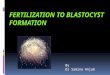 By Dr Samina Anjum. PREVIEW  FERTILIZATION  CLEAVAGE  BLASTOCYST FORMATION  UTERUS AT THE TIME OF IMPLANTATION  MENSTRUAL CYCLE