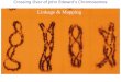Crossing Over of John Edward’s Chromosomes Linkage & Mapping