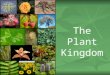 The Plant Kingdom. Learning Goal Understand the characteristics of plants Understand the characteristics of plants Determine the difference between coniferous